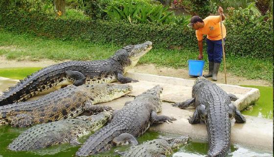 Hotel Royal Safari Chitwan Dış mekan fotoğraf