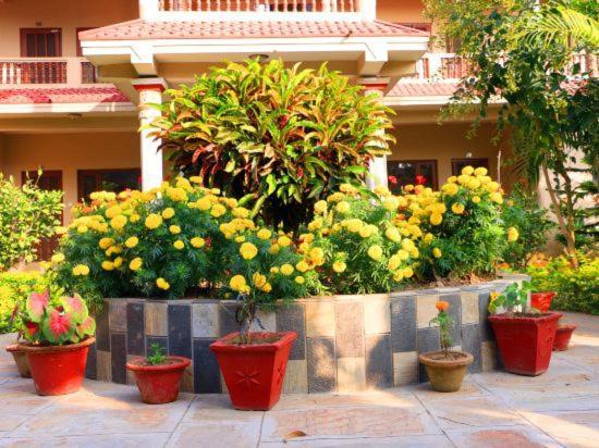 Hotel Royal Safari Chitwan Dış mekan fotoğraf