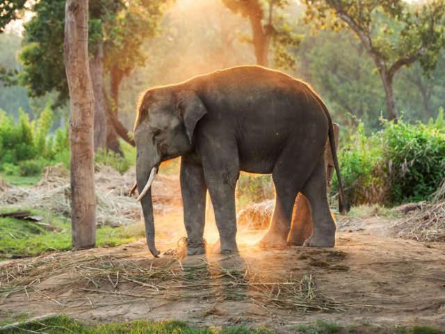 Hotel Royal Safari Chitwan Dış mekan fotoğraf