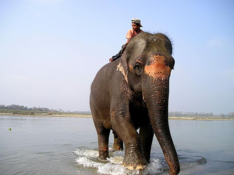 Hotel Royal Safari Chitwan Dış mekan fotoğraf