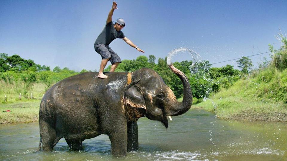 Hotel Royal Safari Chitwan Dış mekan fotoğraf